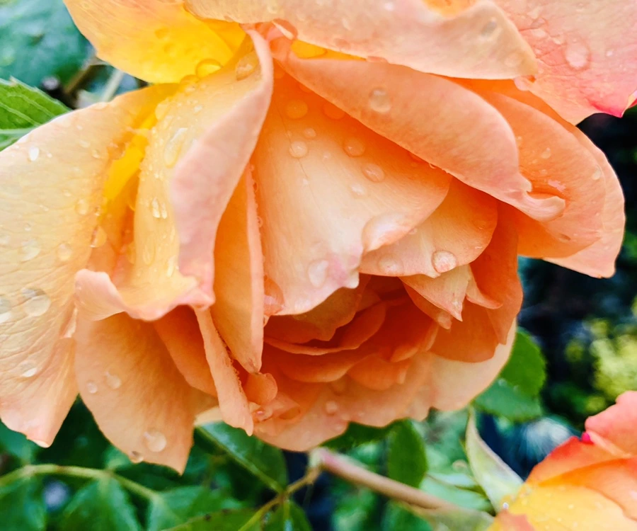 IMG_7396.jpg?type=w966