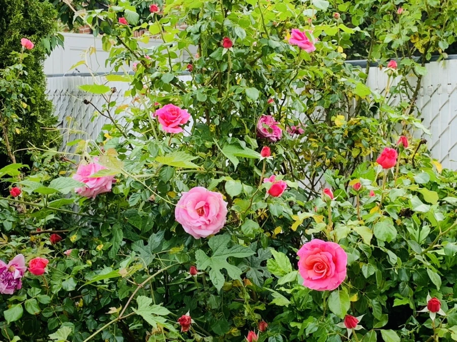 IMG_4872.jpg?type=w966