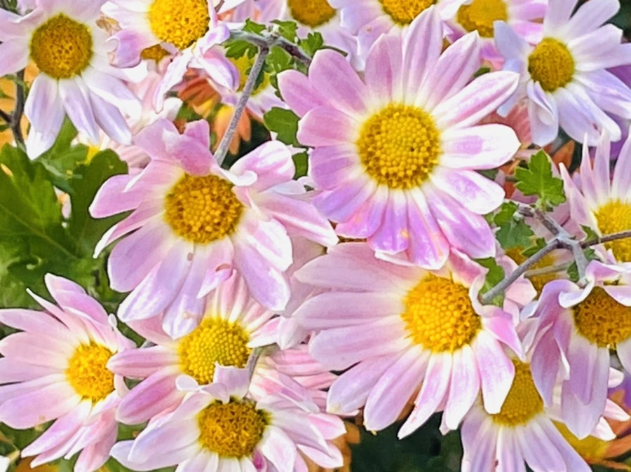 IMG_1162.jpg?type=w966