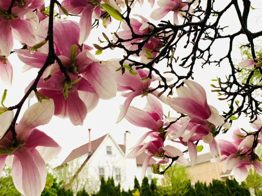 IMG_2382.jpg?type=w966