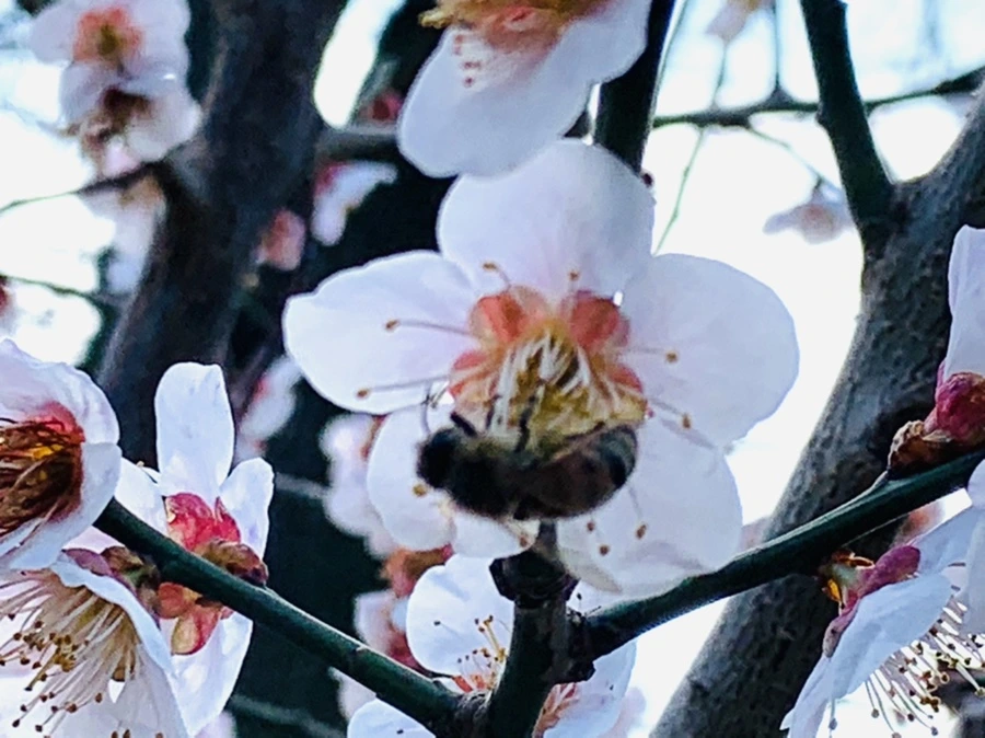 IMG_4182.jpg?type=w966