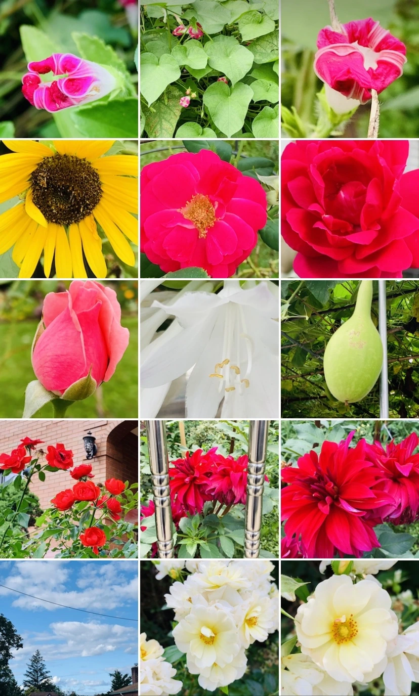 IMG_7347.jpg?type=w966