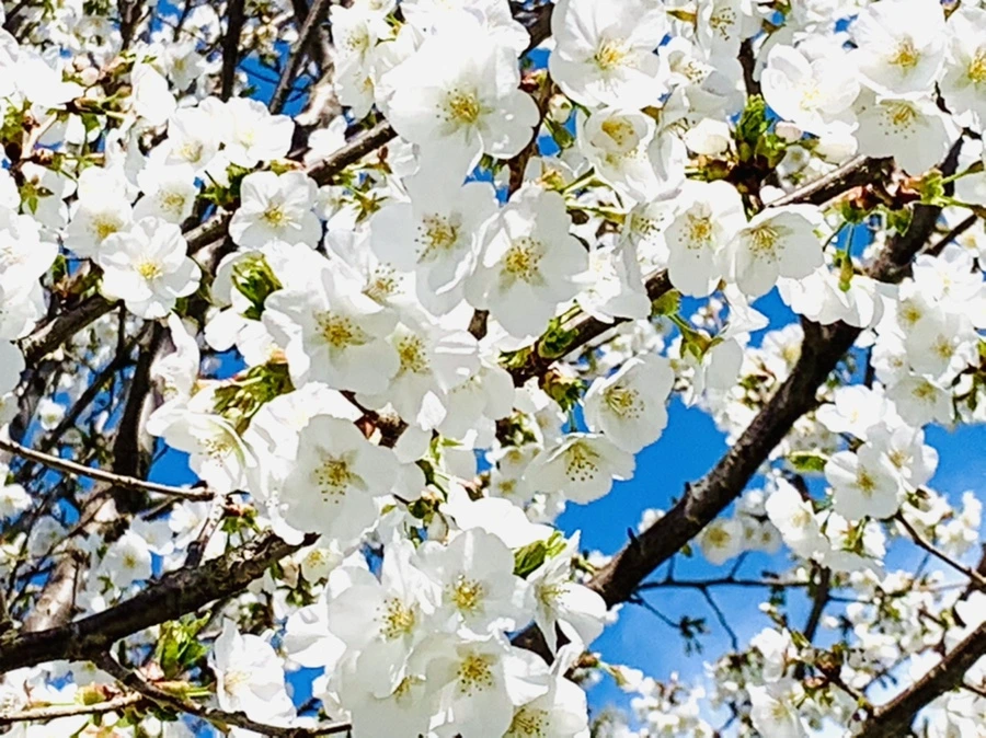 IMG_8375.jpg?type=w966