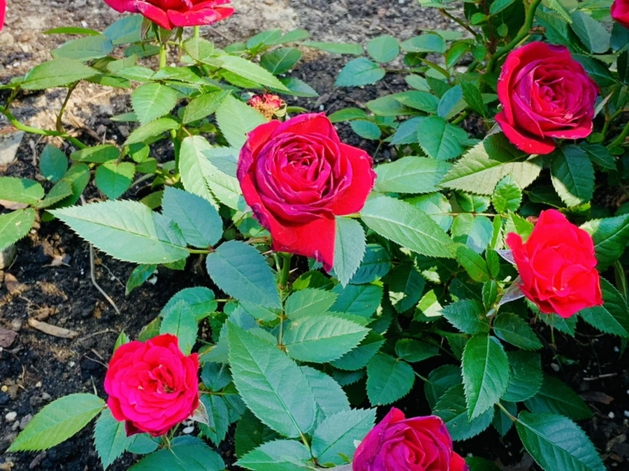 IMG_4683.jpg?type=w966