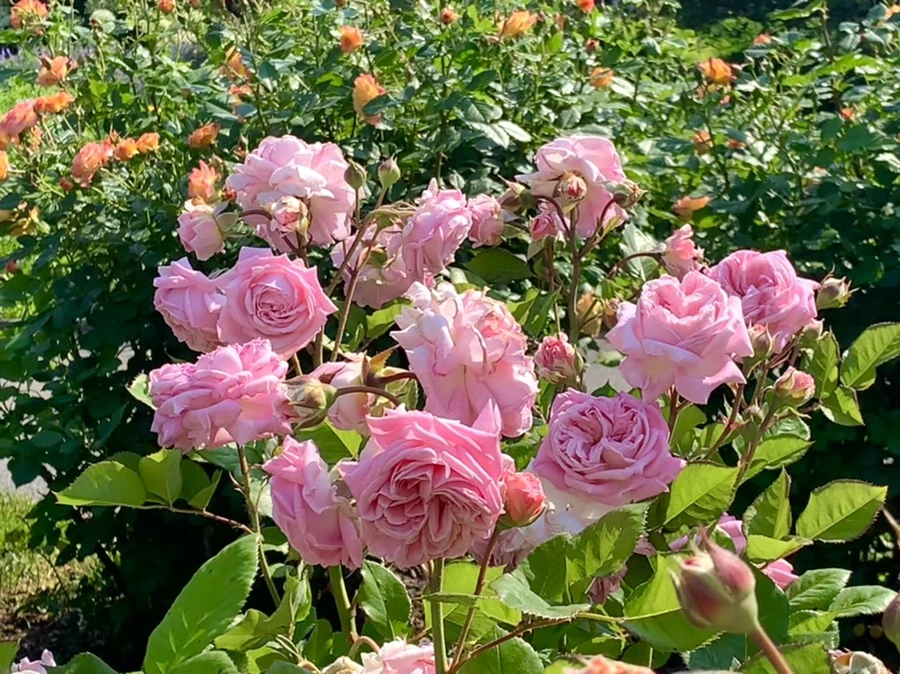 IMG_7635.jpg?type=w966