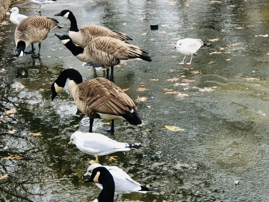 IMG_8448.jpg?type=w966