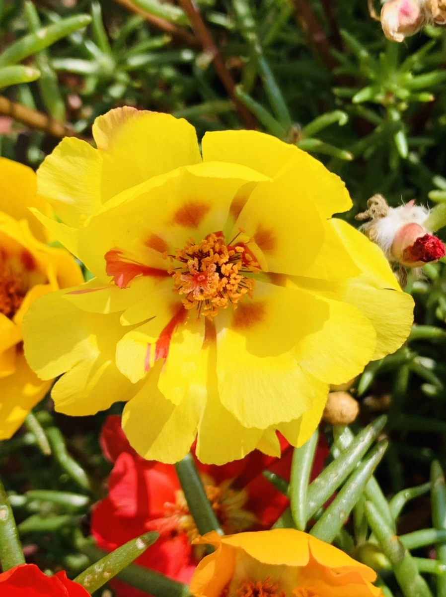 IMG_6671.jpg?type=w966