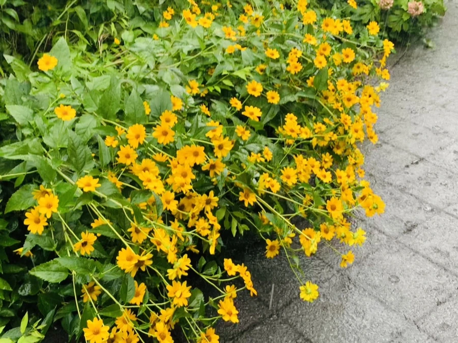 IMG_8810.jpg?type=w966