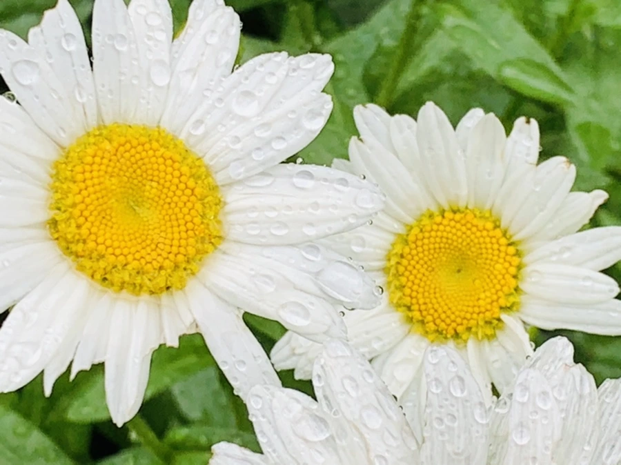 IMG_0197.jpg?type=w966