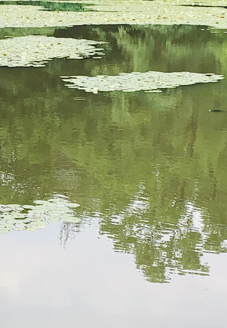 IMG_1552.jpg?type=w966