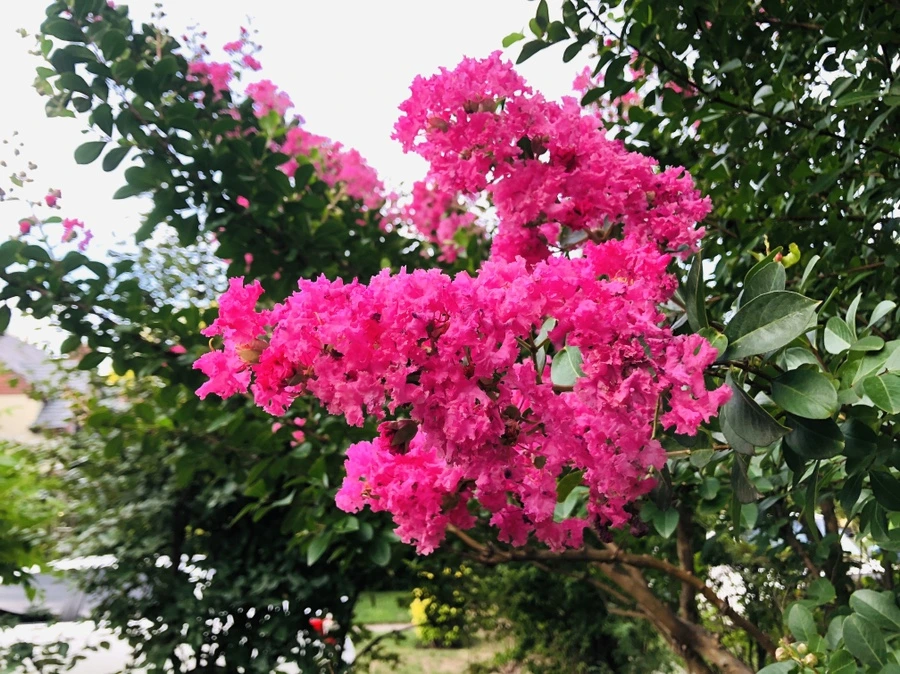 IMG_5652.jpg?type=w966