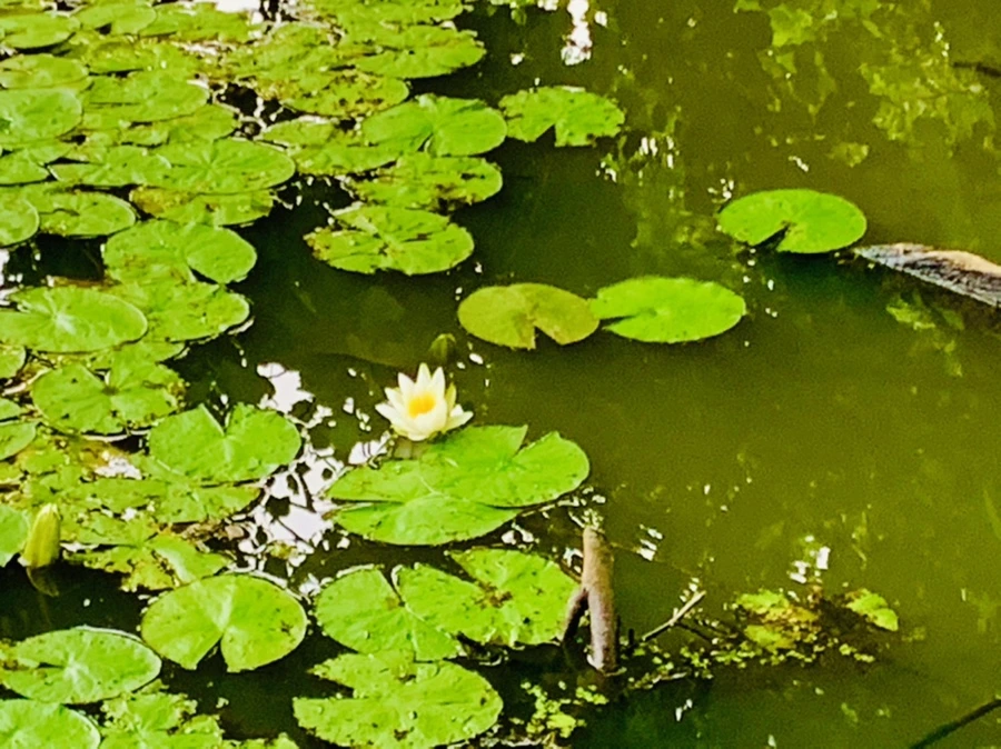 IMG_7806.jpg?type=w966