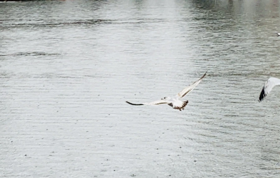 IMG_2050.jpg?type=w966