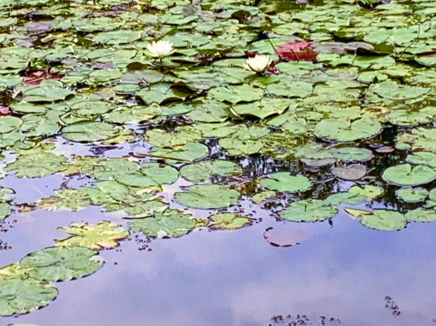 IMG_1855.jpg?type=w966