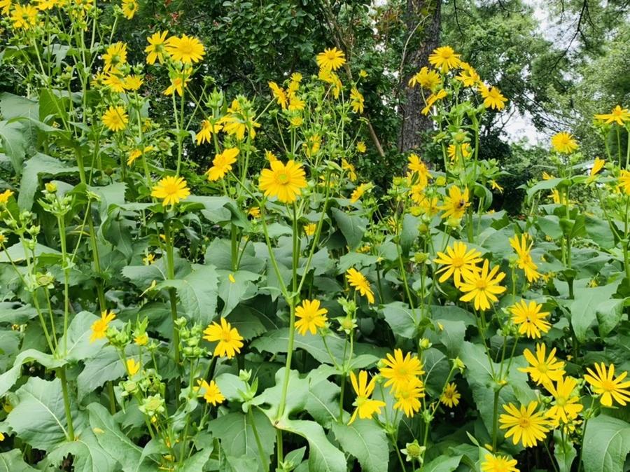 IMG_1088.jpg?type=w966