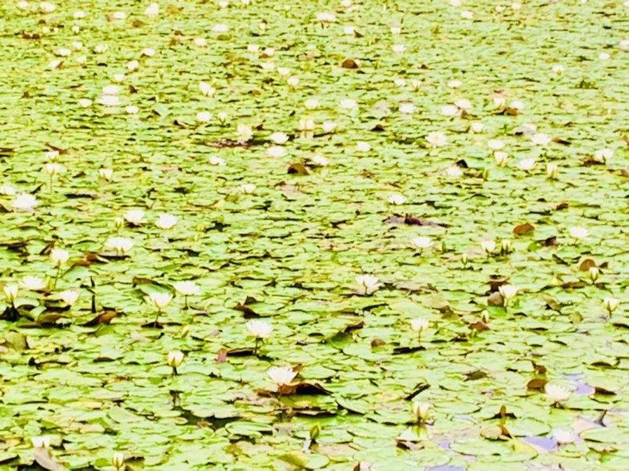 IMG_7816.jpg?type=w966