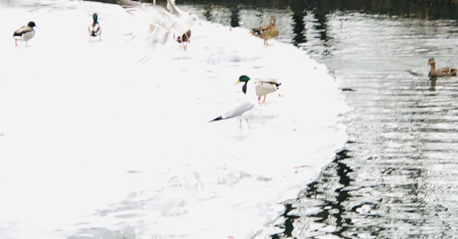 IMG_6242.jpg?type=w966