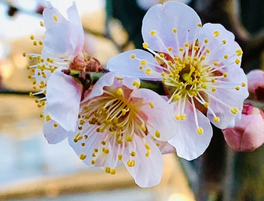 IMG_0805.jpg?type=w966