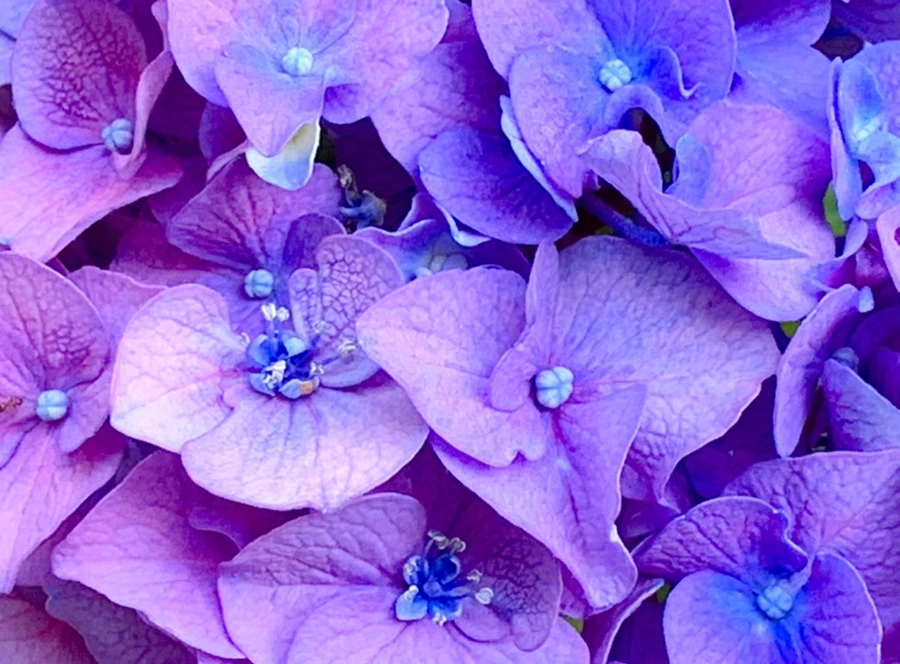 IMG_8773.jpg?type=w966