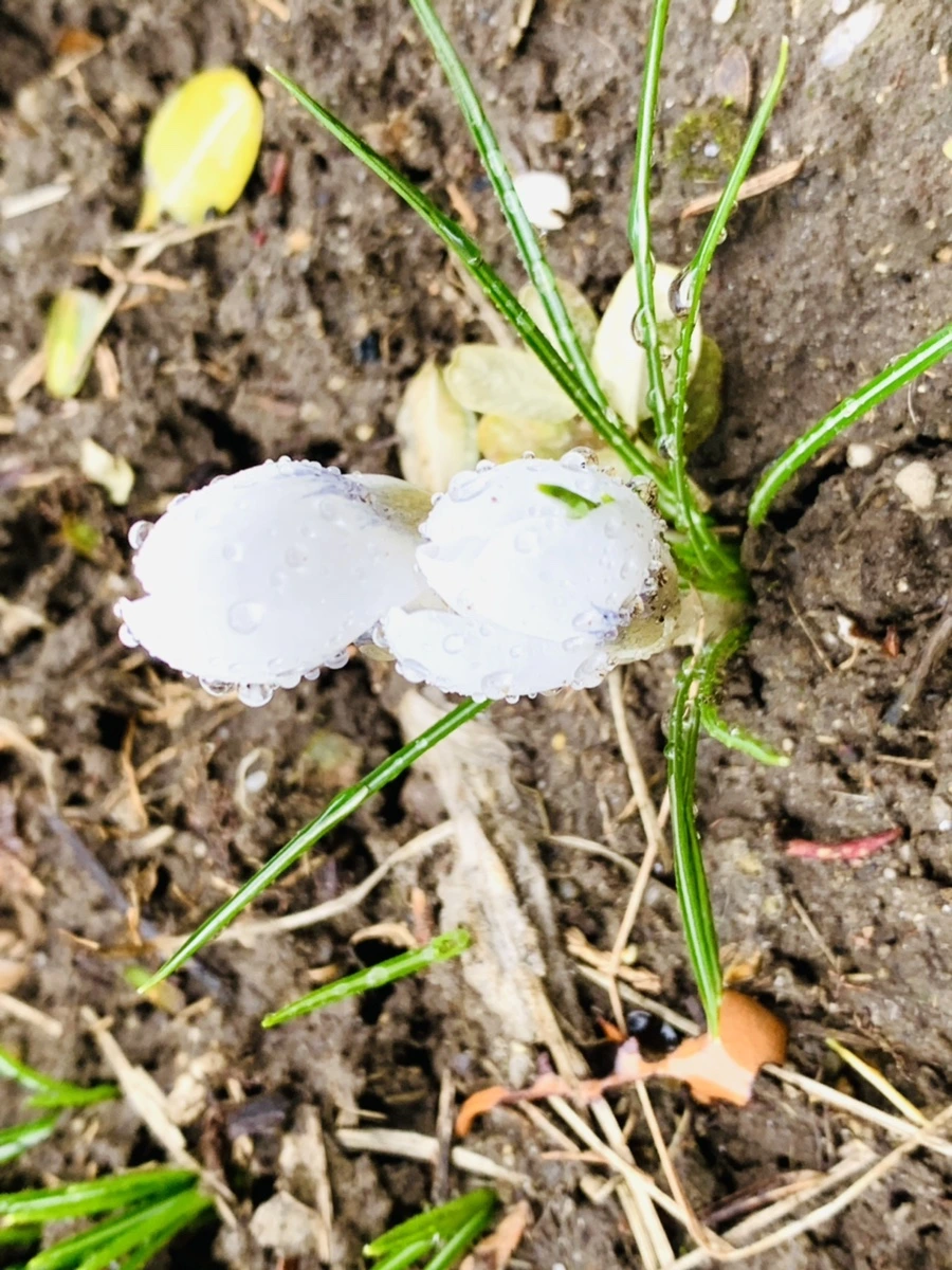 IMG_2013.jpg?type=w966