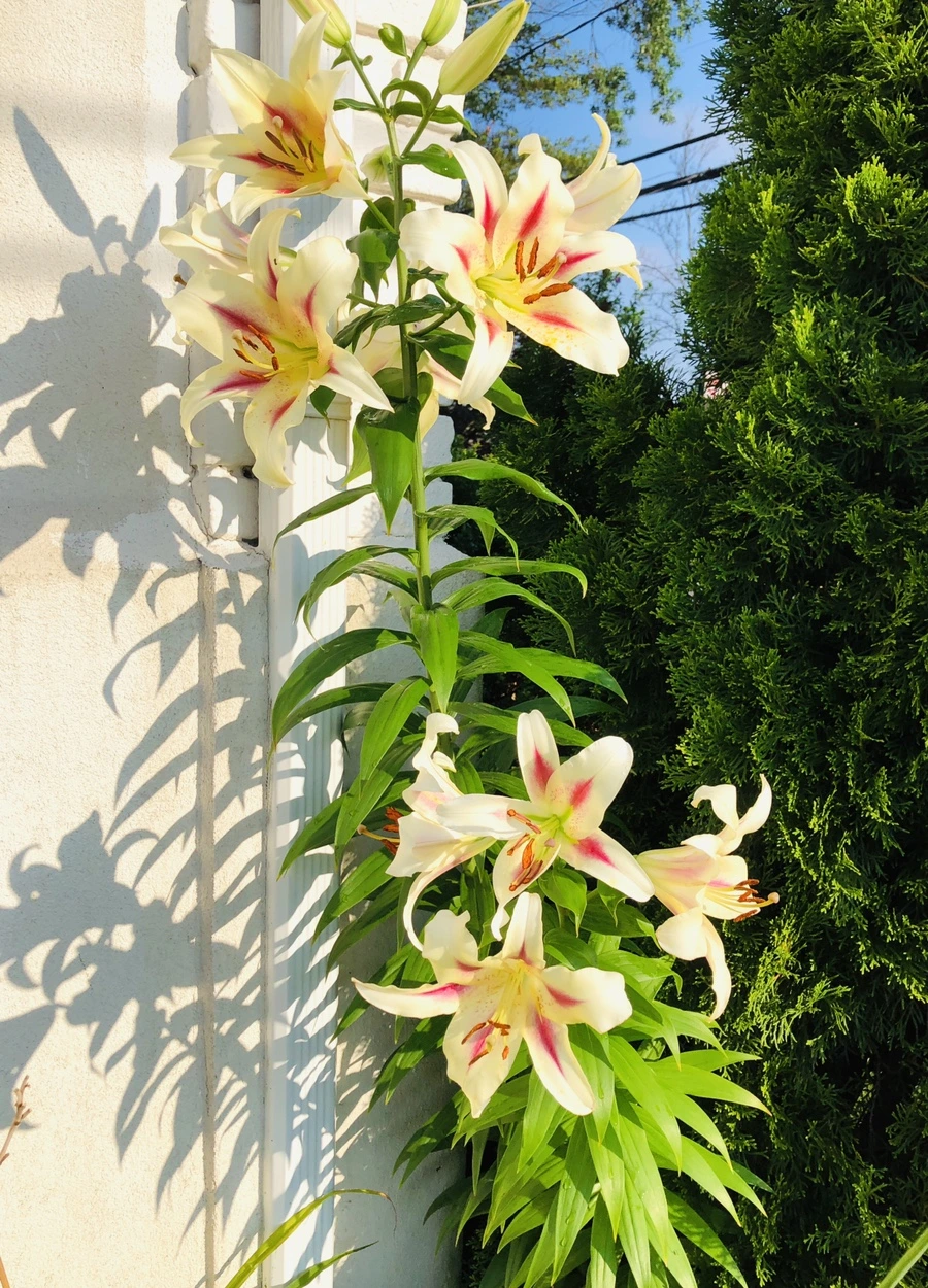 IMG_1914.jpg?type=w966