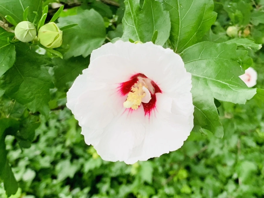 IMG_1073.jpg?type=w966