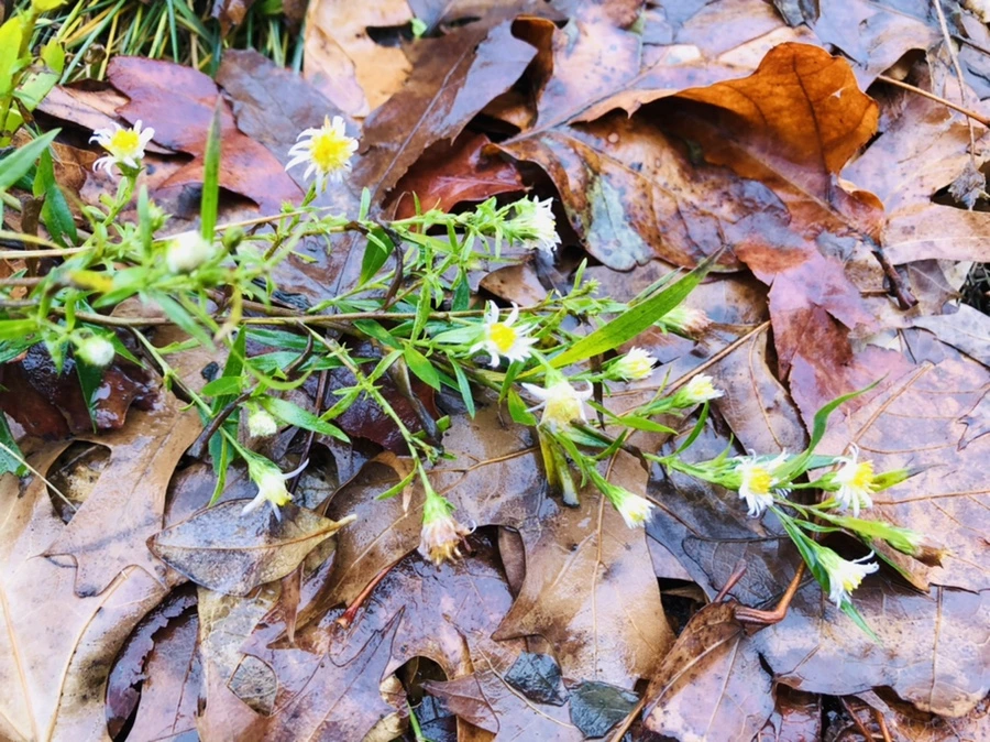 IMG_8135.jpg?type=w966