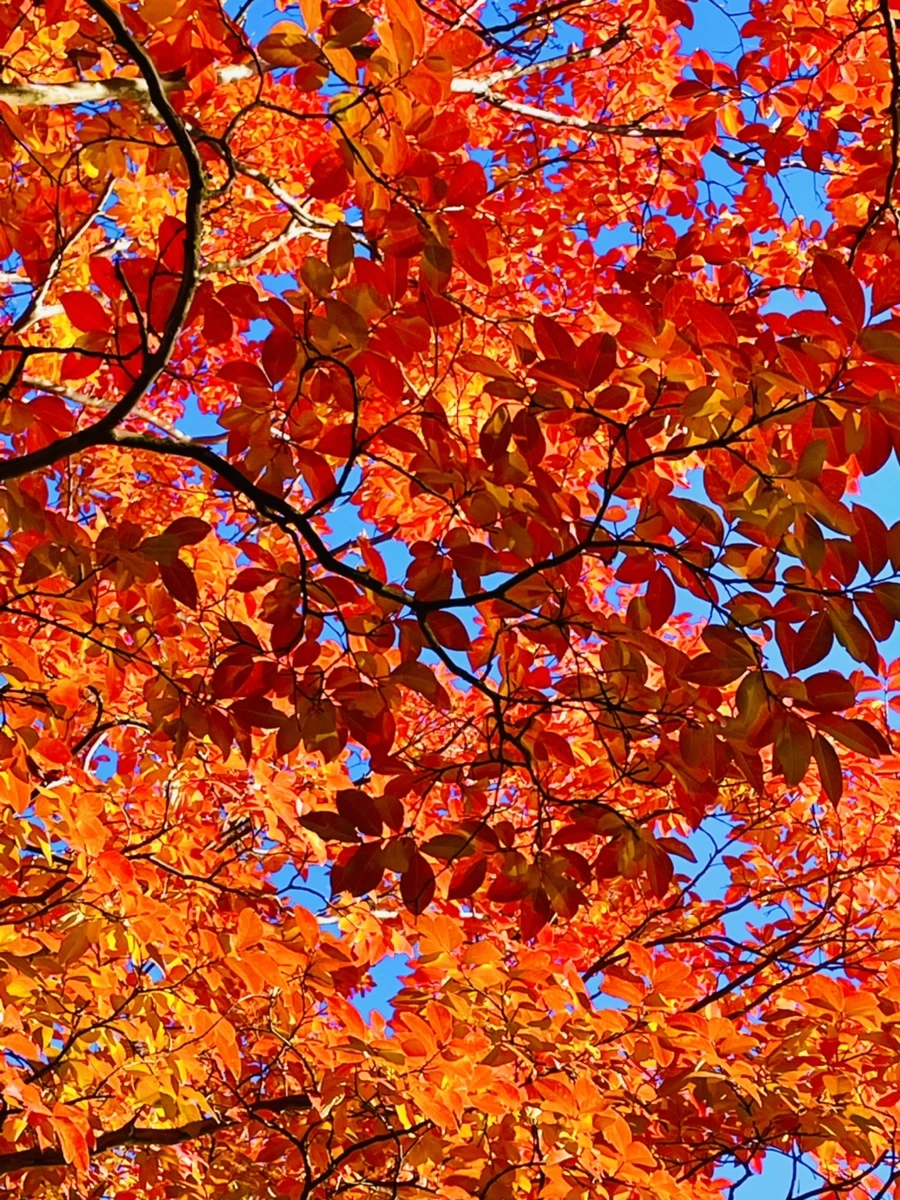 IMG_2061.jpg?type=w966