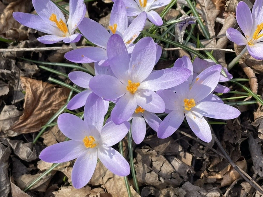 chixlpl8wrc9vpHQLQBygpICjE4