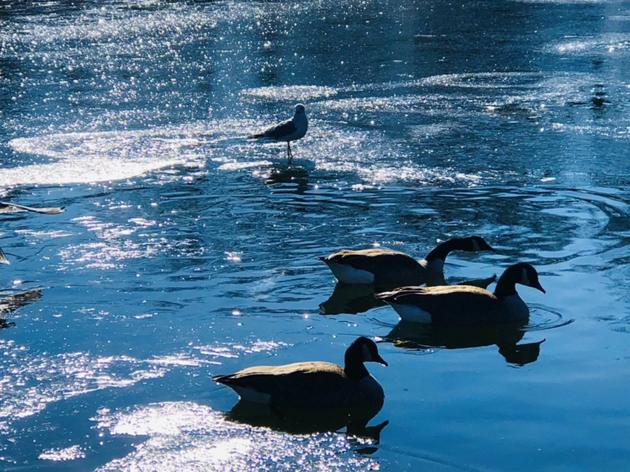 IMG_8075.jpg?type=w966