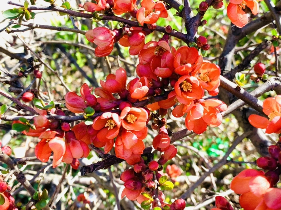 IMG_7568.jpg?type=w966