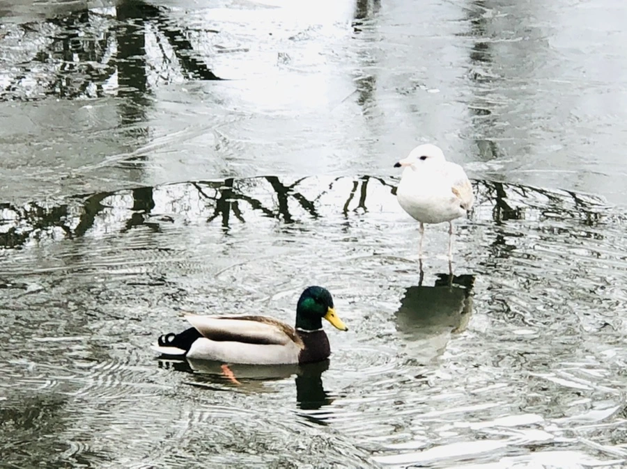 IMG_8987.jpg?type=w966