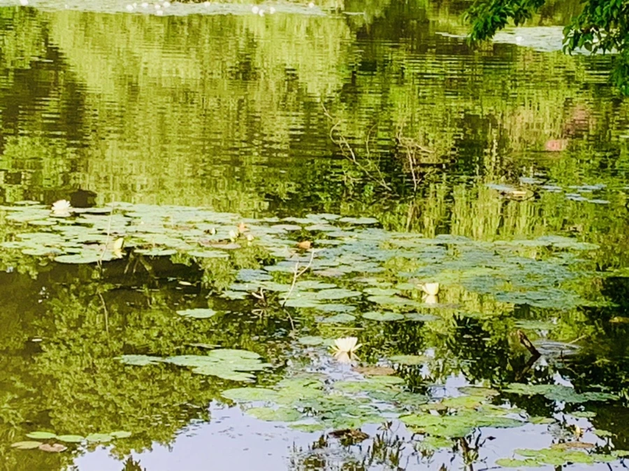 IMG_4409.jpg?type=w966