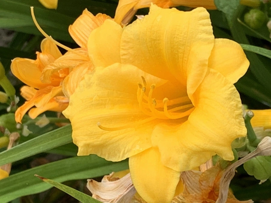 IMG_6031.jpg?type=w966