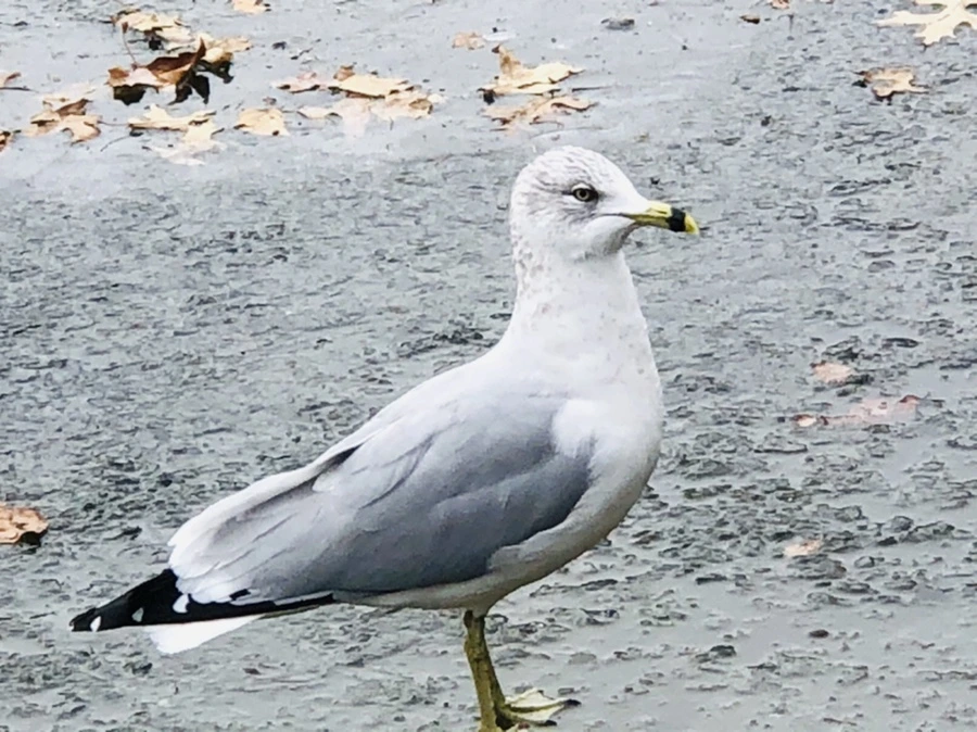 IMG_8612.jpg?type=w966