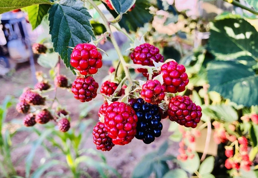 1PH0s55ayRjg-PRbaDYAlalWDFI