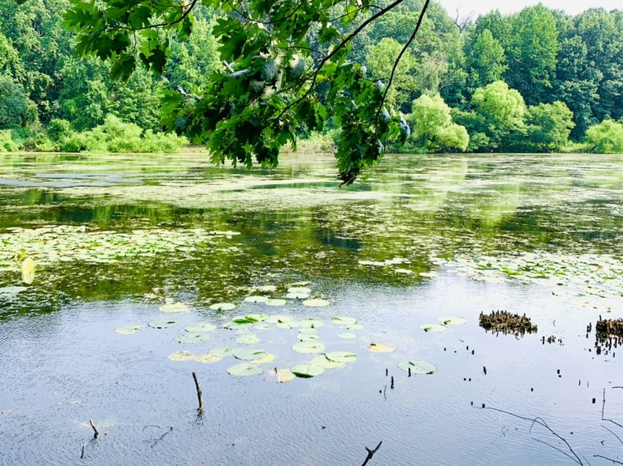 IMG_1233.jpg?type=w966