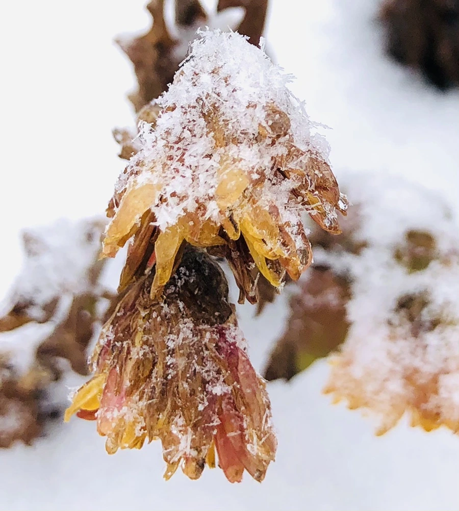 IMG_3439.jpg?type=w966