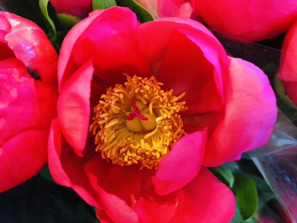 IMG_3805.jpg?type=w966