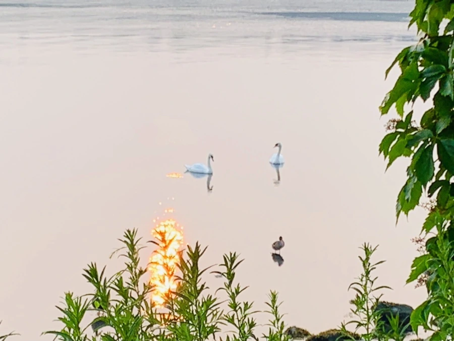 IMG_8388.jpg?type=w966