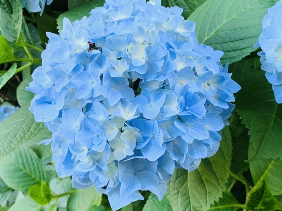 IMG_4786.jpg?type=w966