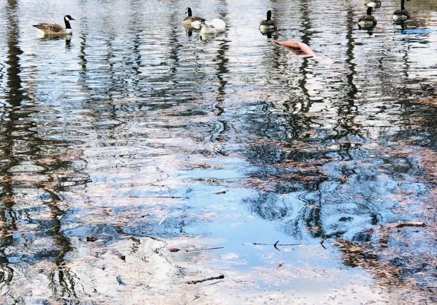 IMG_4354.jpg?type=w966