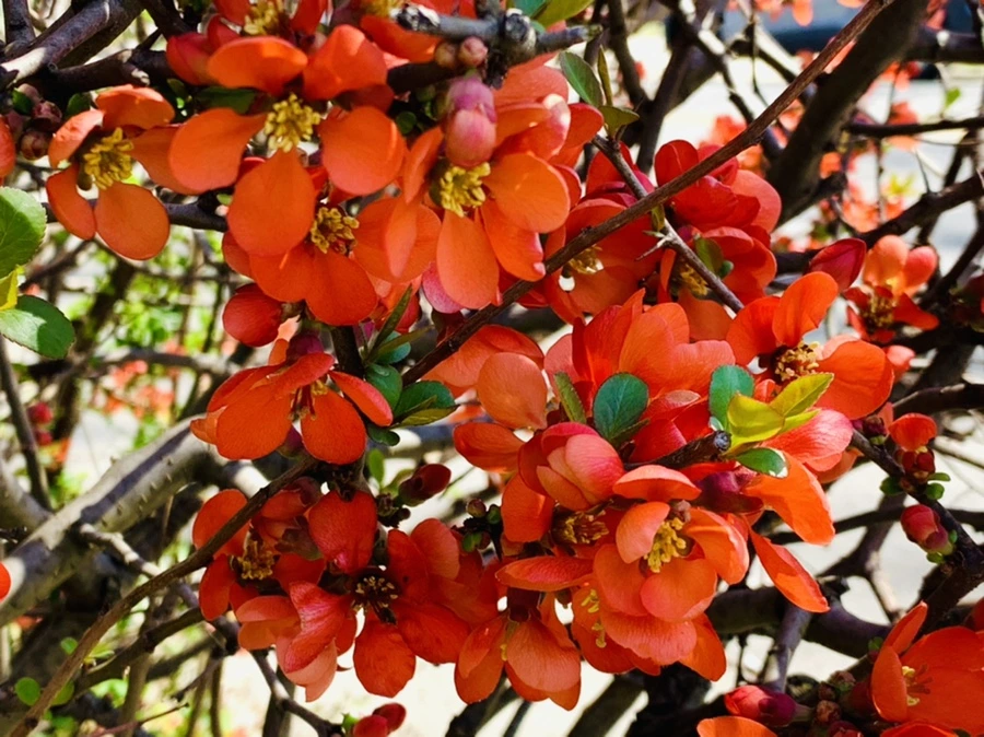 IMG_8510.jpg?type=w966