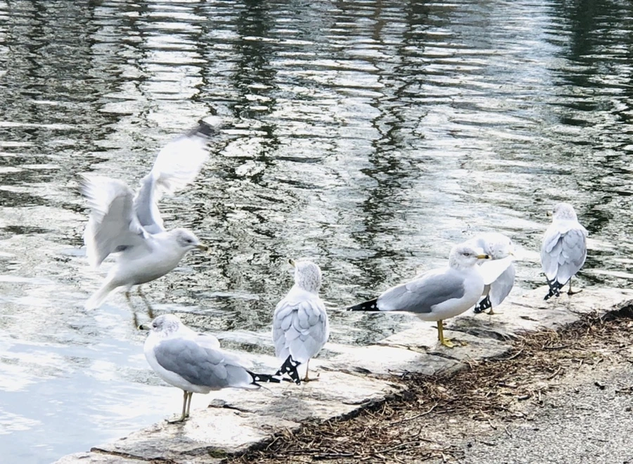 IMG_8717.jpg?type=w966