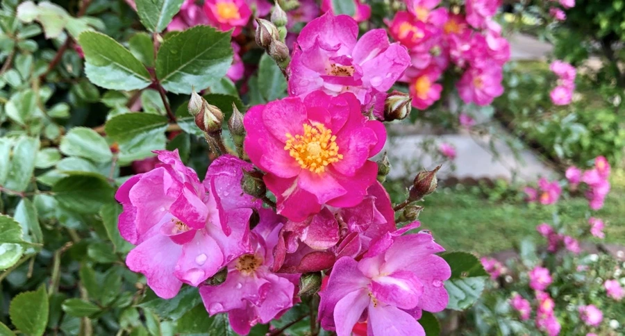 IMG_8042.jpg?type=w966