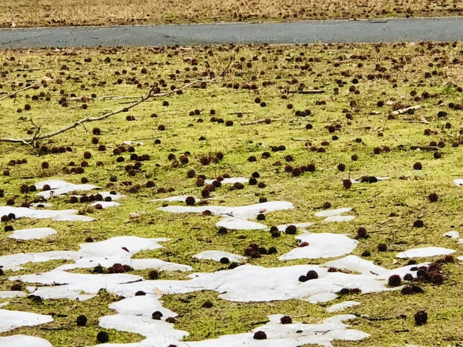 IMG_6310.jpg?type=w966