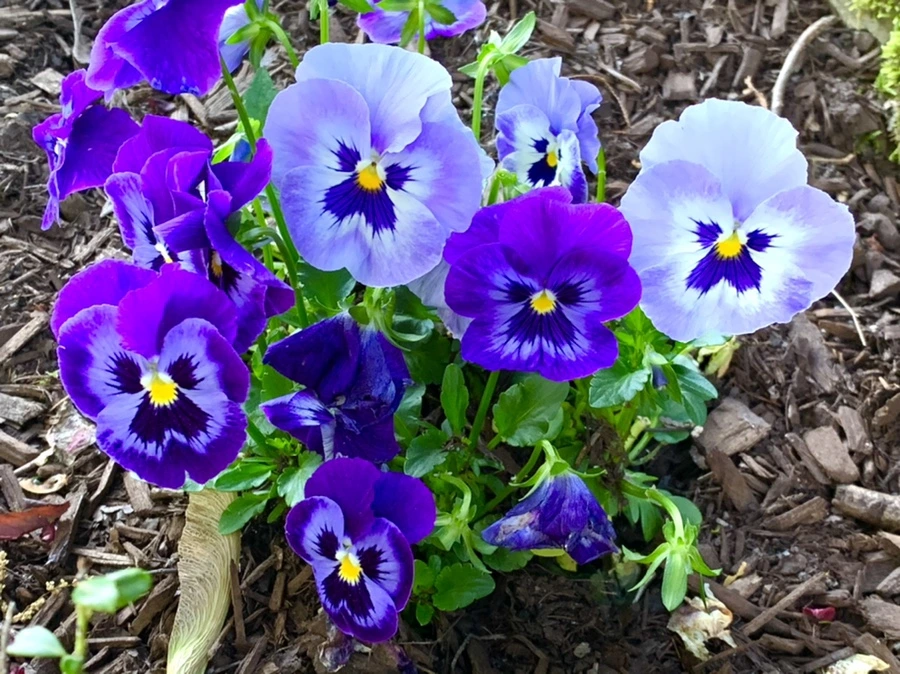 IMG_2115.jpg?type=w966