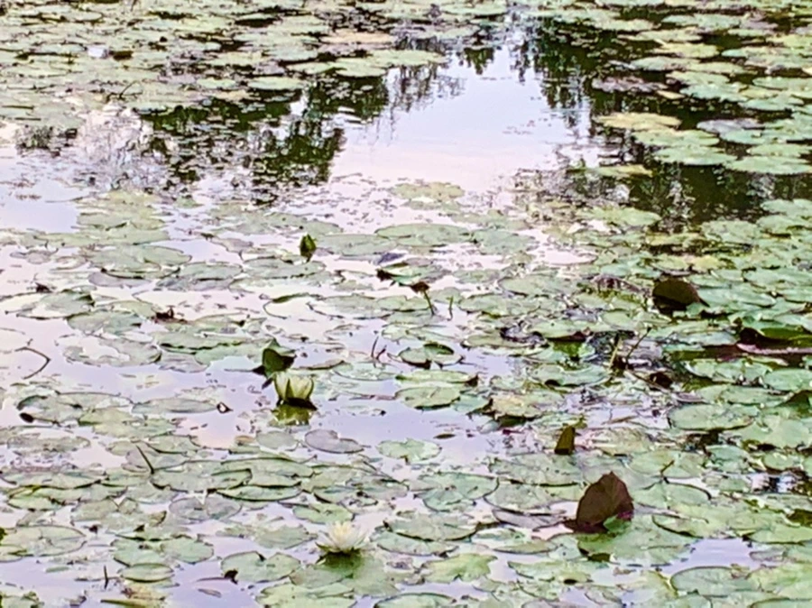 IMG_1851.jpg?type=w966