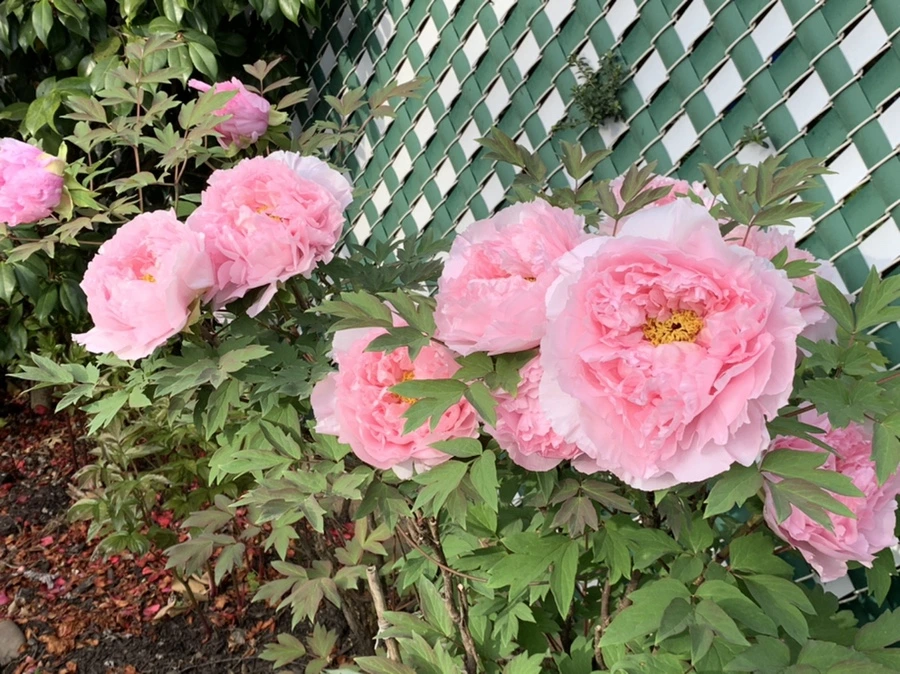 IMG_9095.jpg?type=w966