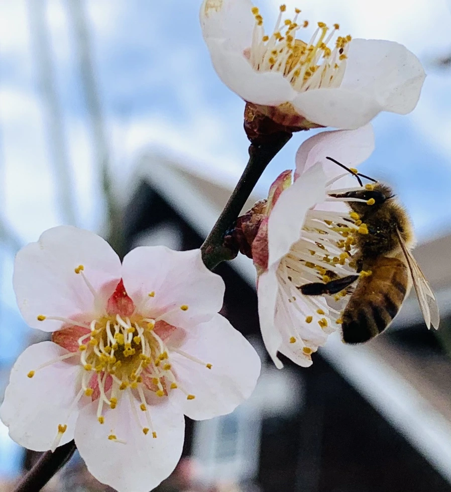 IMG_0522.jpg?type=w966